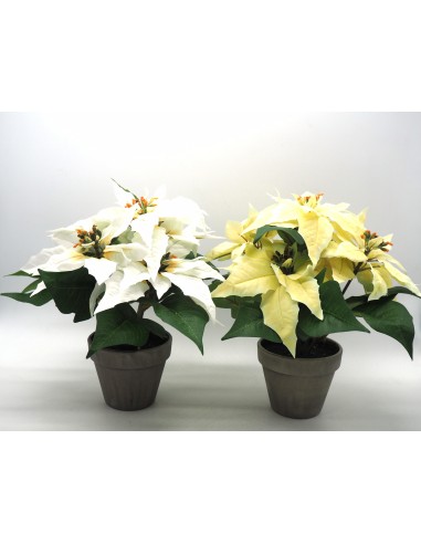 FIORI: vendita online PIANTA STELLA NATALE C/VASO 28X26CM in offerta