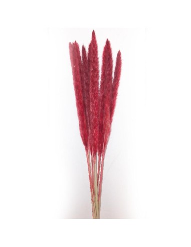 FIORI: vendita online STELO PAMPAS ROSSO 10 RAMI 70CM in offerta