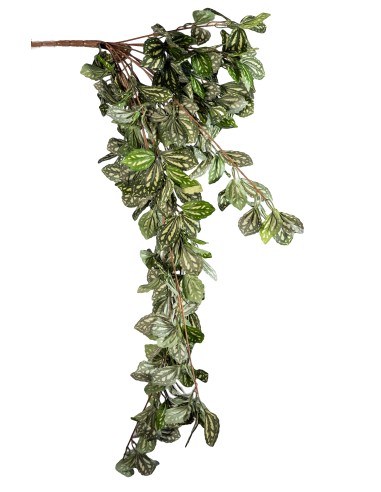 STELO 268015792 CESPUGLIO FITTONIA VERDE 110CM su Shop in Casa