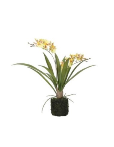 ERONICA ZOLLA C/ORCHIDEE GIALLE S