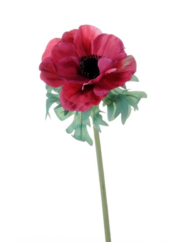 PIANTA 2700055-12 ANEMONE FUCSIA 46CM