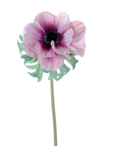 PIANTA 2700055-33 ANEMONE LILLA 46CM