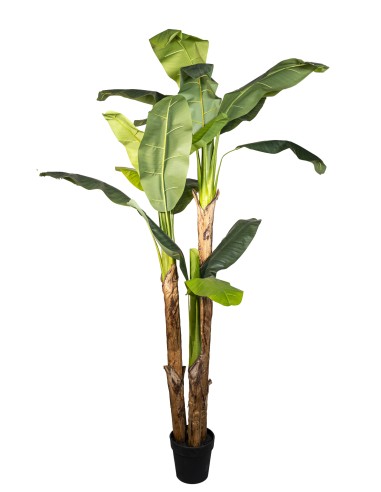 PIANTA 18240002-01 BANANO 200CM FOGLIE VERDI