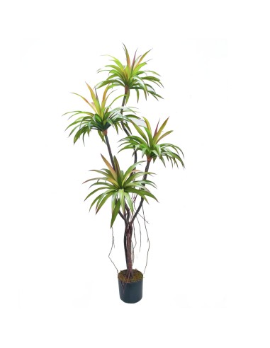 PIANTA 7526-09 YUCCA 4 RAMI 1,65MT