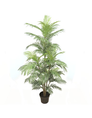 PIANTA 7561-09 ARECA VERDE 1,80MT