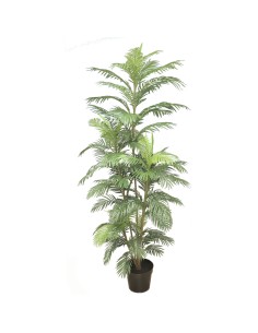 PIANTA 7563-09 ARECA VERDE 2,30MT