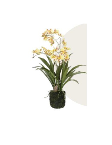 ERONICA ZOLLA C/ORCHIDEE GIALLE M